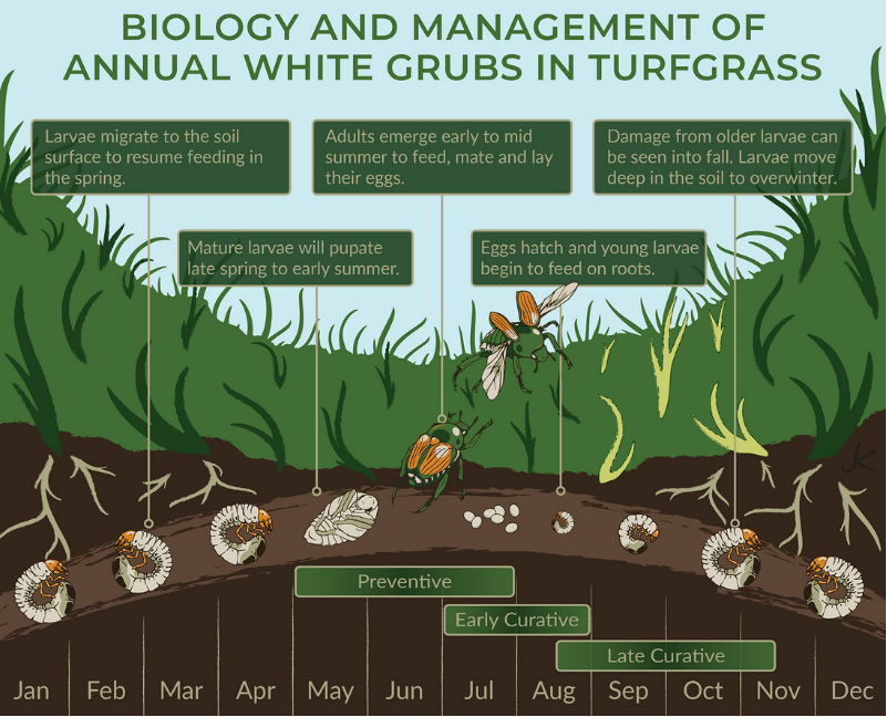 Biology and Management of Annual White Grubs in Turfgrass